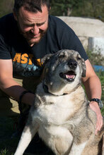 MODO, Hund, Mischlingshund in Apen - Bild 5