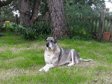 MODO, Hund, Mischlingshund in Apen - Bild 6