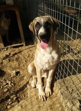 PETTY, Hund, Mischlingshund in Türkei - Bild 11