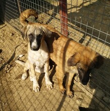 PETTY, Hund, Mischlingshund in Türkei - Bild 12