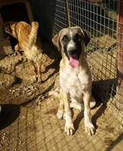 PETTY, Hund, Mischlingshund in Türkei - Bild 13