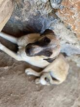 PETTY, Hund, Mischlingshund in Türkei - Bild 3