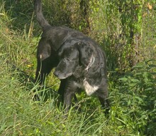 SANDRO, Hund, Mischlingshund in Eppingen - Bild 10