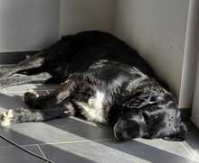 SANDRO, Hund, Mischlingshund in Eppingen - Bild 6