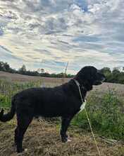 SANDRO, Hund, Mischlingshund in Eppingen - Bild 7
