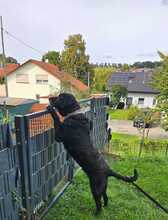 SANDRO, Hund, Mischlingshund in Eppingen - Bild 8