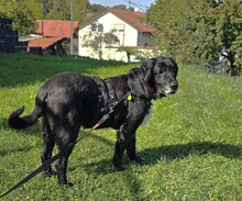 SANDRO, Hund, Mischlingshund in Eppingen - Bild 9