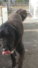 SANDRO, Hund, Mischlingshund in Dingolfing - Bild 4