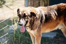 NINO, Hund, Mischlingshund in Dingolfing - Bild 1