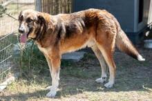 NINO, Hund, Mischlingshund in Dingolfing - Bild 2