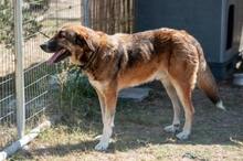 NINO, Hund, Mischlingshund in Dingolfing - Bild 3
