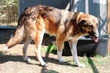 NINO, Hund, Mischlingshund in Dingolfing - Bild 4