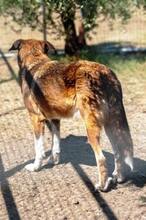 NINO, Hund, Mischlingshund in Dingolfing - Bild 5