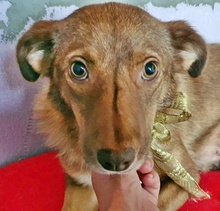 NEVINA, Hund, Mischlingshund in Bulgarien - Bild 2