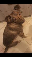 NEVINA, Hund, Mischlingshund in Bulgarien - Bild 3