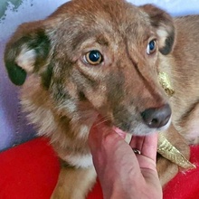 NEVINA, Hund, Mischlingshund in Bulgarien - Bild 6