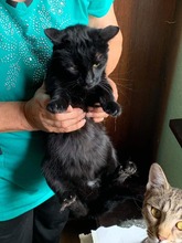 DUNCAN, Katze, Hauskatze in Bulgarien - Bild 1