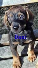 DANI, Hund, Mischlingshund in Plattling - Bild 7
