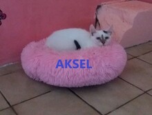 AKSEL, Katze, Europäisch Kurzhaar in Peine - Bild 1