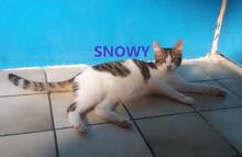 SNOWY, Katze, Europäisch Kurzhaar in Bulgarien - Bild 1