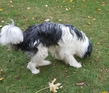 MOLLY, Hund, Mischlingshund in Solingen - Bild 3