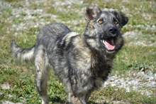 FELIX, Hund, Mischlingshund in Rumänien - Bild 1