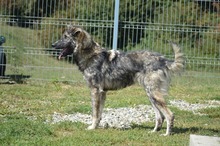 FELIX, Hund, Mischlingshund in Rumänien - Bild 10