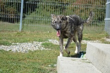 FELIX, Hund, Mischlingshund in Rumänien - Bild 11