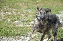FELIX, Hund, Mischlingshund in Rumänien - Bild 12