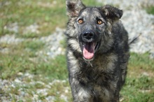 FELIX, Hund, Mischlingshund in Rumänien - Bild 14