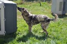 FELIX, Hund, Mischlingshund in Rumänien - Bild 2