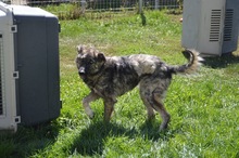 FELIX, Hund, Mischlingshund in Rumänien - Bild 3