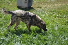 FELIX, Hund, Mischlingshund in Rumänien - Bild 4