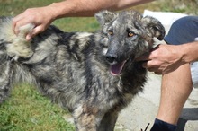 FELIX, Hund, Mischlingshund in Rumänien - Bild 7