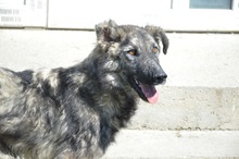 FELIX, Hund, Mischlingshund in Rumänien - Bild 8