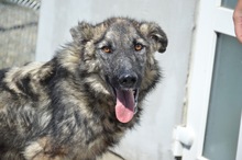 FELIX, Hund, Mischlingshund in Rumänien - Bild 9