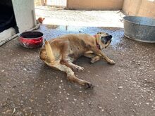 PAMELA, Hund, Mischlingshund in Spanien - Bild 13
