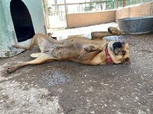 PAMELA, Hund, Mischlingshund in Spanien - Bild 14