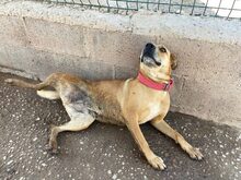 PAMELA, Hund, Mischlingshund in Spanien - Bild 3