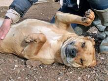 PAMELA, Hund, Mischlingshund in Spanien - Bild 6