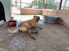 PAMELA, Hund, Mischlingshund in Spanien - Bild 7