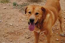 APOLO, Hund, Mischlingshund in Spanien - Bild 1
