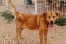APOLO, Hund, Mischlingshund in Spanien - Bild 2