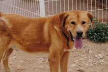 APOLO, Hund, Mischlingshund in Spanien - Bild 3
