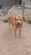 APOLO, Hund, Mischlingshund in Spanien - Bild 4