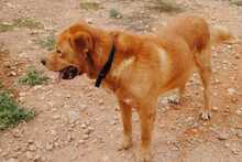 APOLO, Hund, Mischlingshund in Spanien - Bild 6