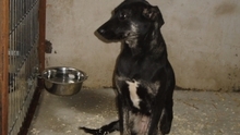 LUCIANA, Hund, Mischlingshund in Ungarn - Bild 2