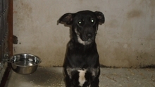 LUCIANA, Hund, Mischlingshund in Ungarn - Bild 3