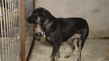 LUCIANA, Hund, Mischlingshund in Ungarn - Bild 4