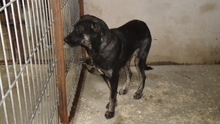 LUCIANA, Hund, Mischlingshund in Ungarn - Bild 5